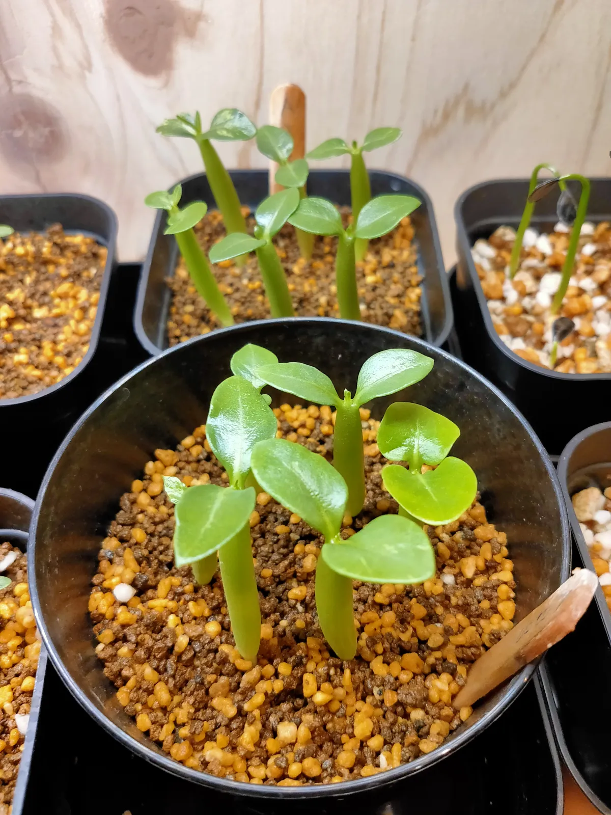 Adenium arabicum Black Stem (アデニウム アラビカム ブラックステム)