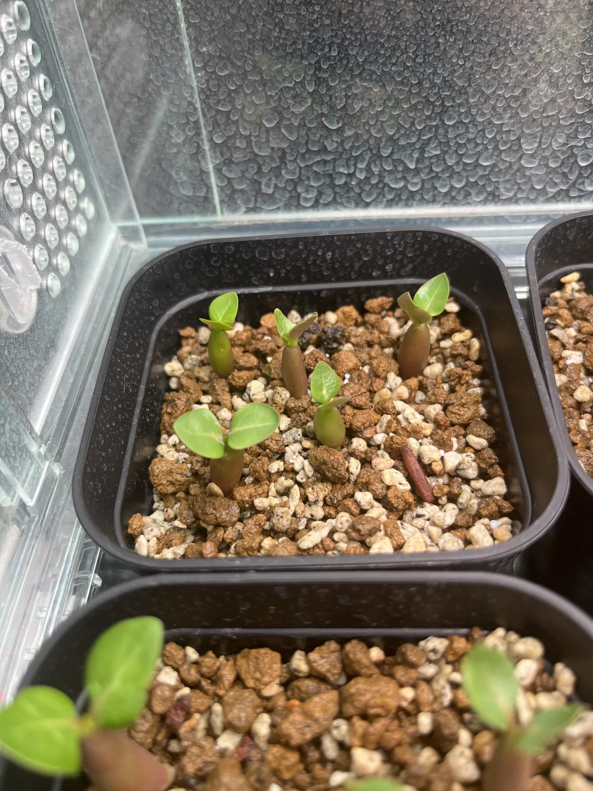 Adenium arabicum (アデニウム アラビカム)