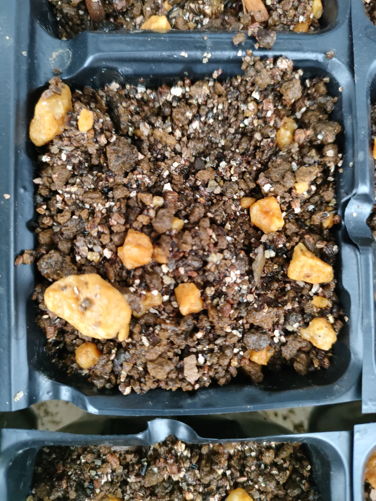 Aloe marlothii subsp. marlothii (アロエ マルロシー)