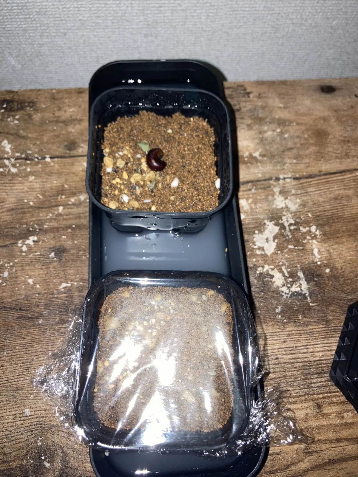 Adansonia za (アダンソニア（バオバブ） ザ)