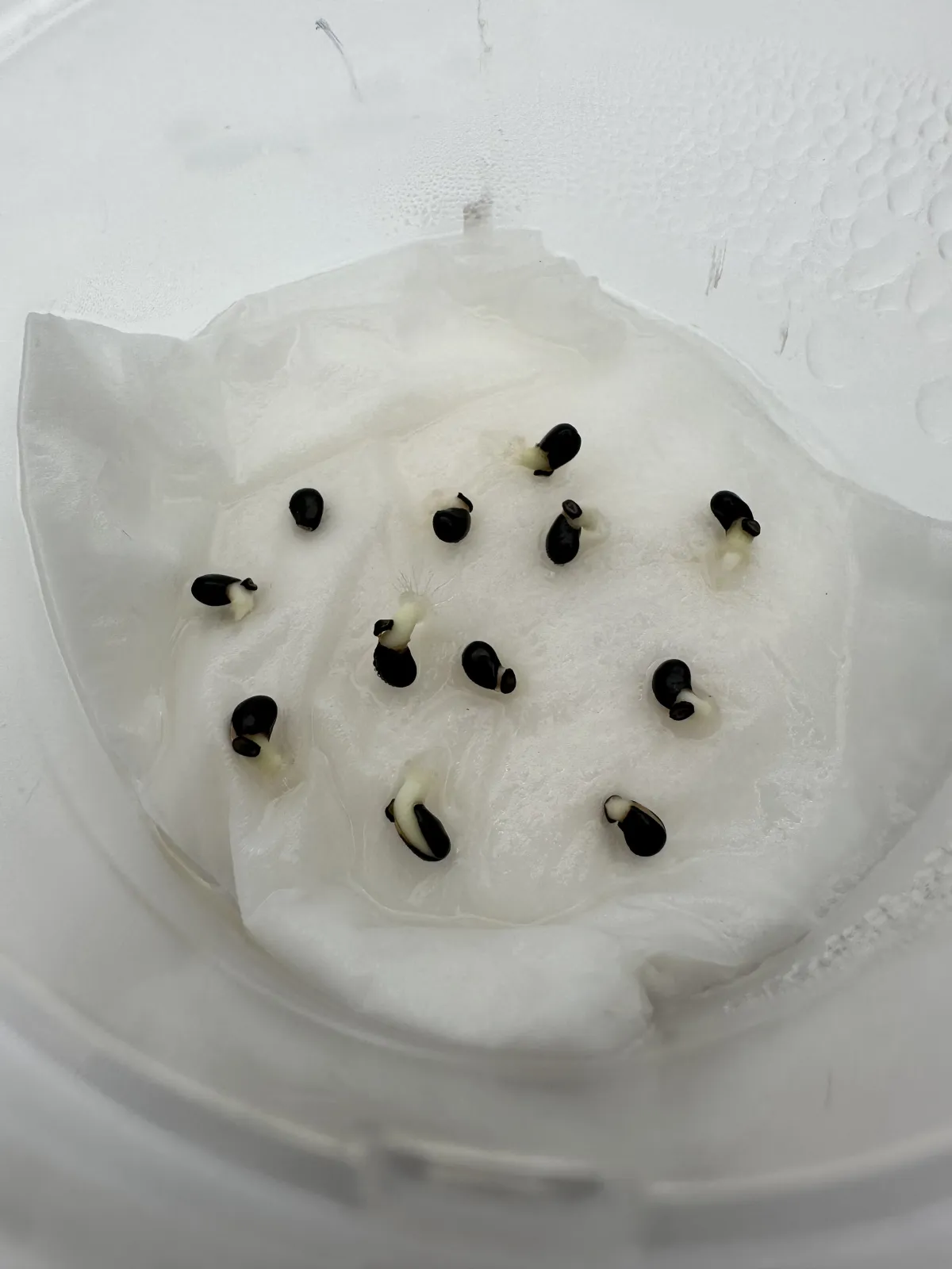 Pachycereus pringlei (パキセレウス プリングレイ)