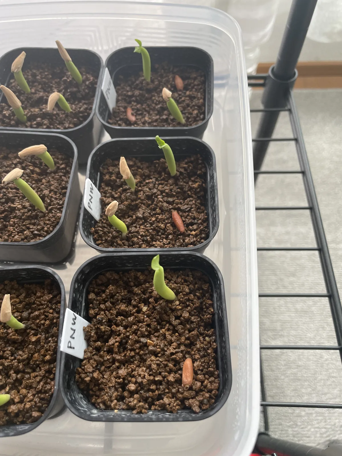 Adenium arabicum (アデニウム アラビカム)