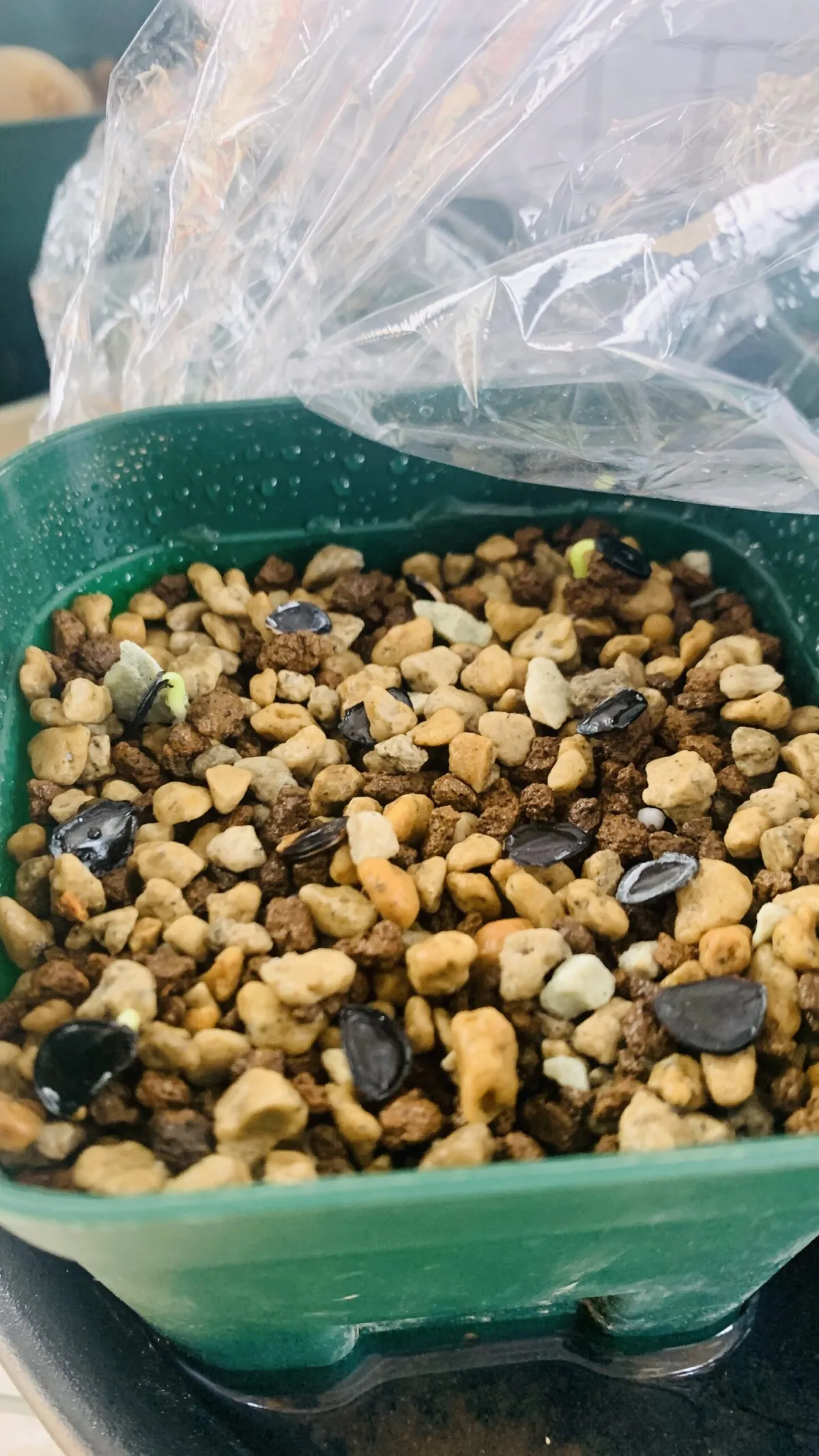 Agave crassispina subsp. crassispina (アガベ サルミアナ クラシスピナ)