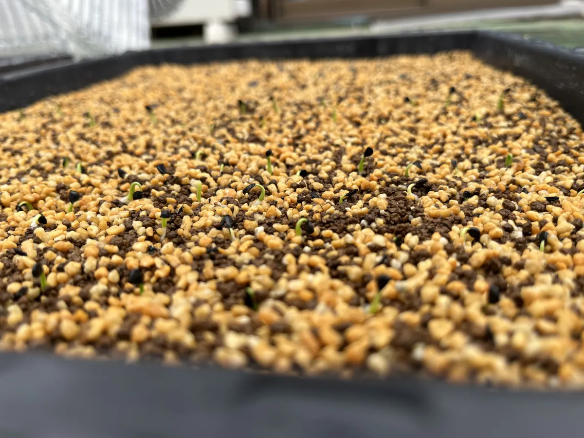 Agave oteroi (アガベ オテロイ)