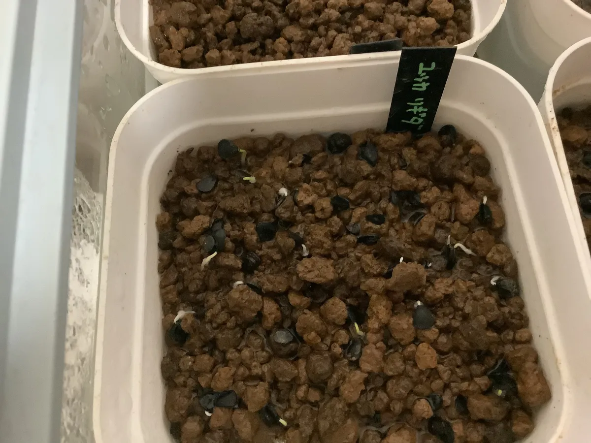 Yucca rigida (ユッカ リギダ)