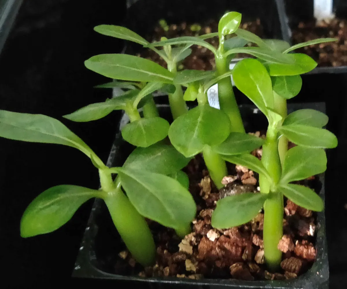 Adenium obesum (アデニウム オベスム)