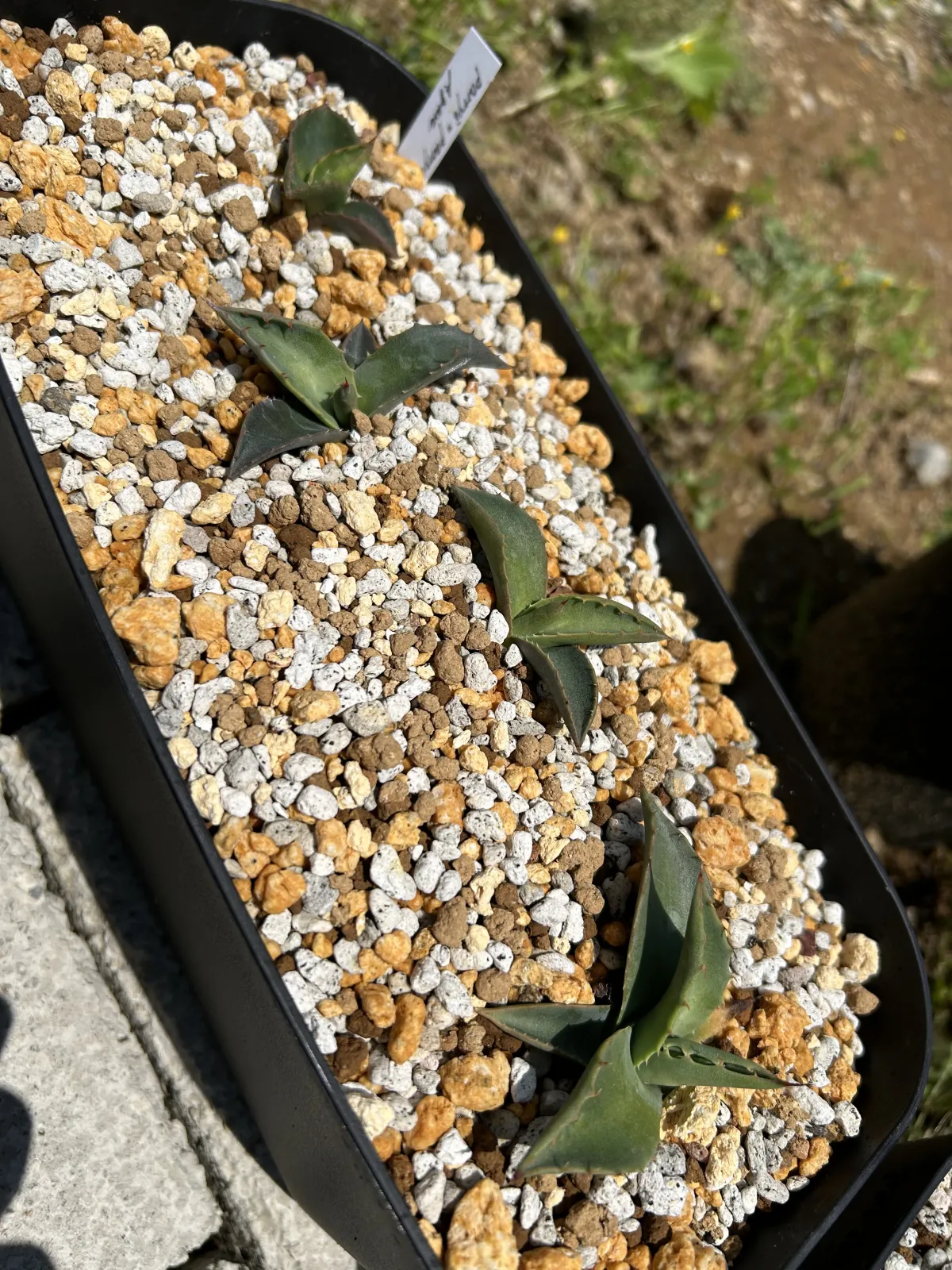 Agave parryi subsp. parryi (アガベ パリー)
