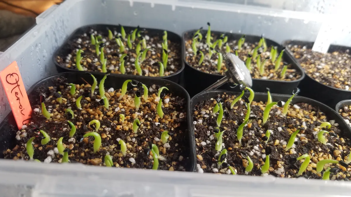 Agave oteroi (アガベ オテロイ)