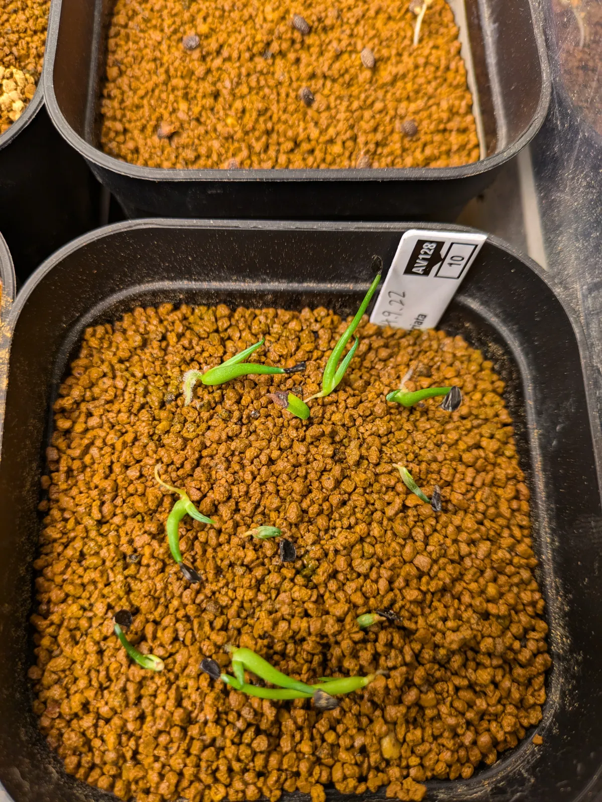 Agave stricta (アガベ ストリクタ)