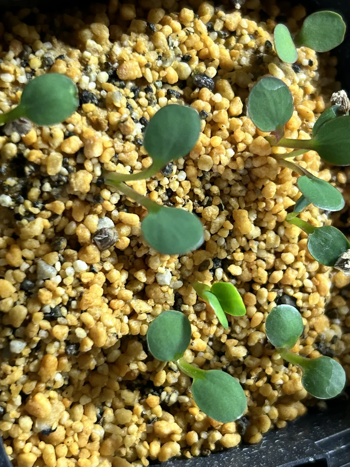 Euphorbia guillauminiana (ユーフォルビア ギラウミニアナ)