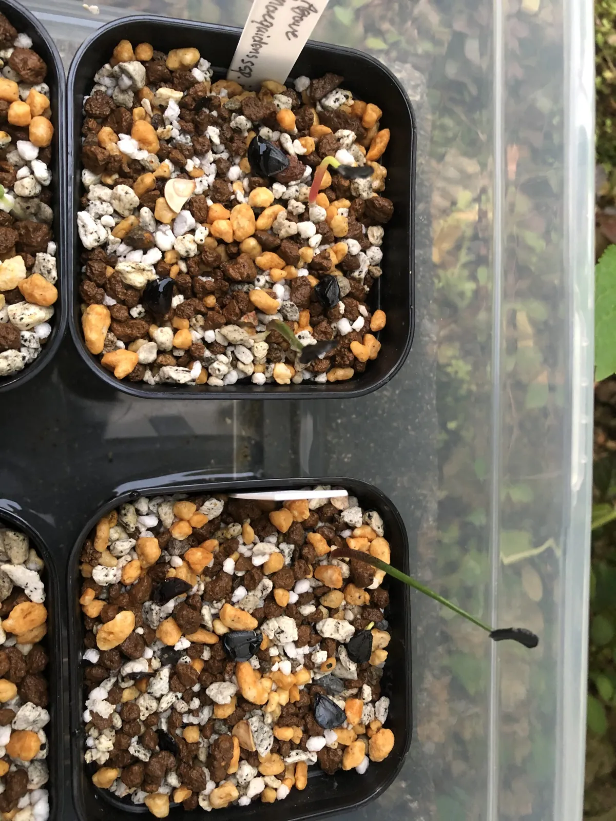 Agave inaequidens (アガベ インアクイデンス)