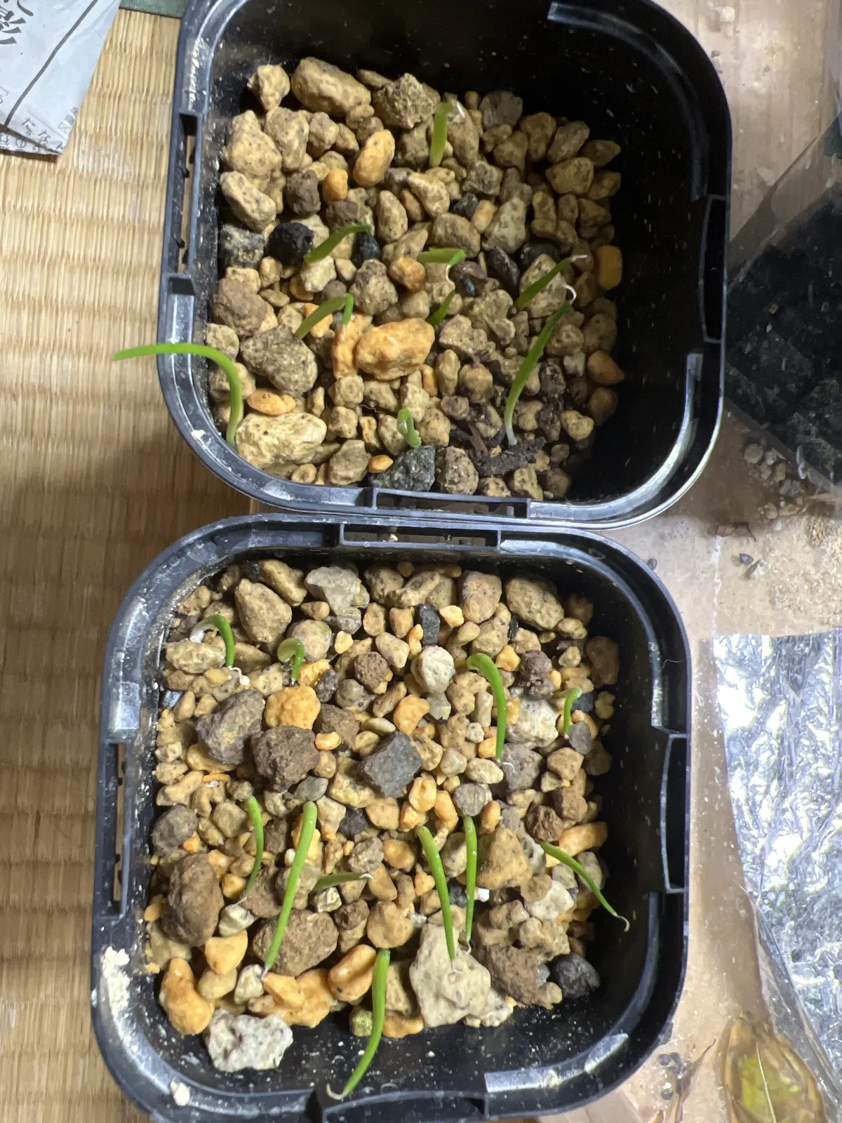  アガベ エボリスピナ ヴェガス 2023 Agave utahensis var. eborispina 'Vegas' Lot.2023