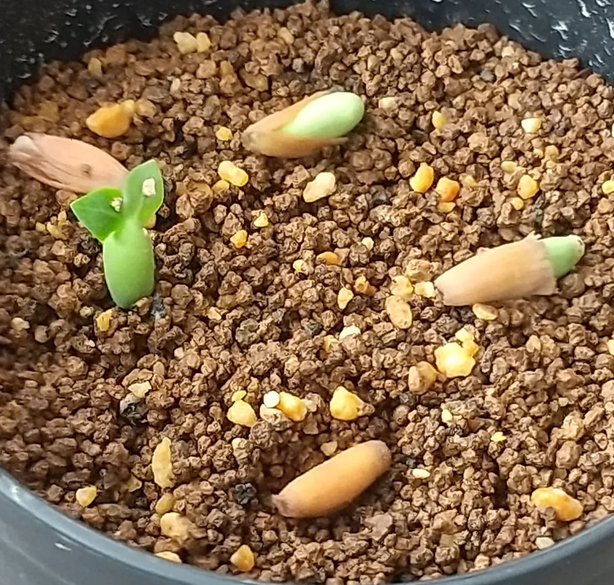 Adenium DHA PMK (アデニウム DHA PMK)