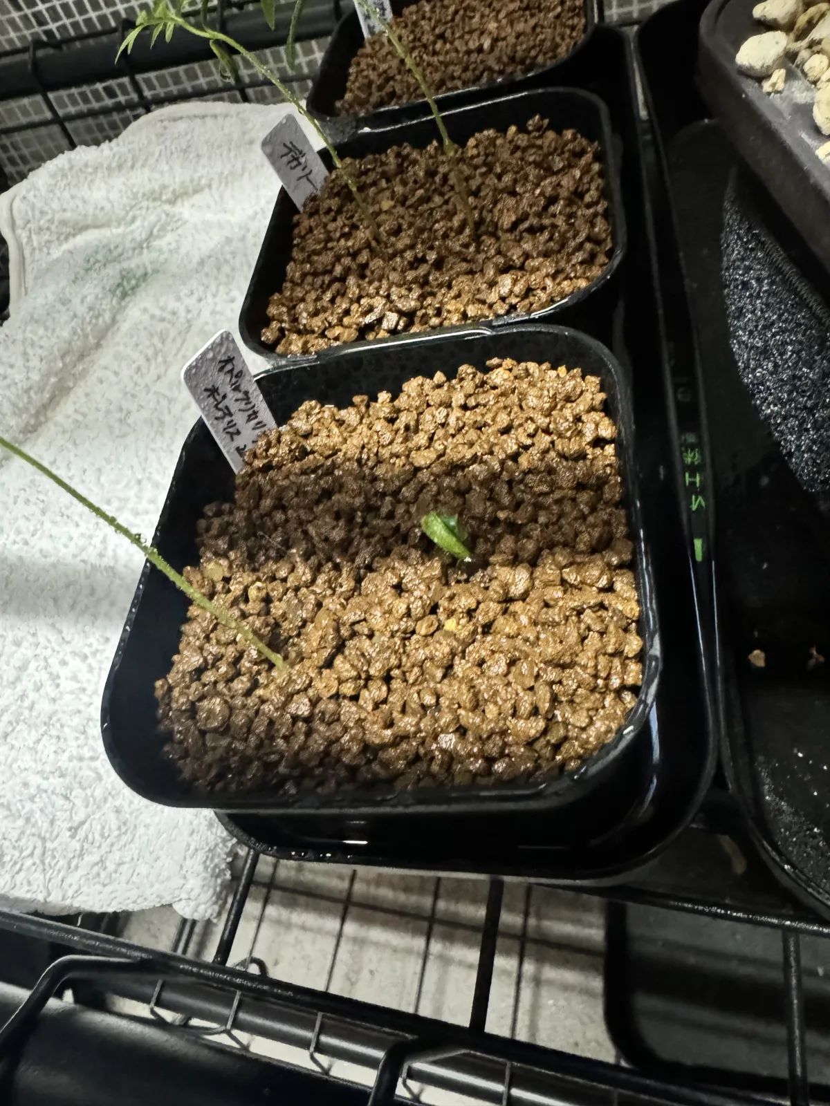 Operculicarya borealis (オペルクリカリア ボレアリス)