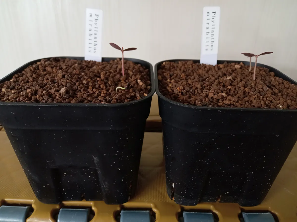 Phyllanthus mirabilis (フィランサス ミラビリス)