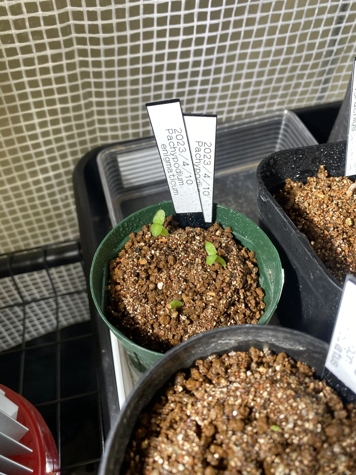 Pachypodium enigmaticum (パキポディウム エニグマチカム)