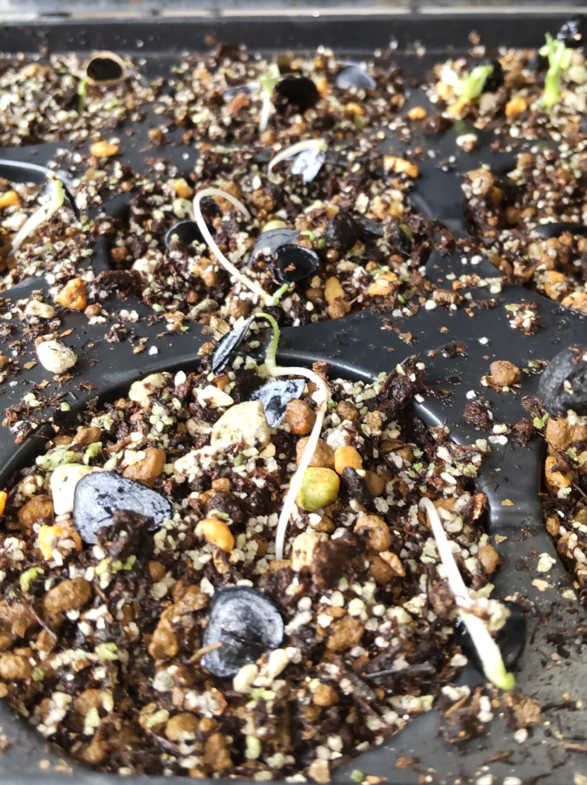 Yucca glauca subsp. angustifolia (ユッカ グラウカ アンガスティフォリア)