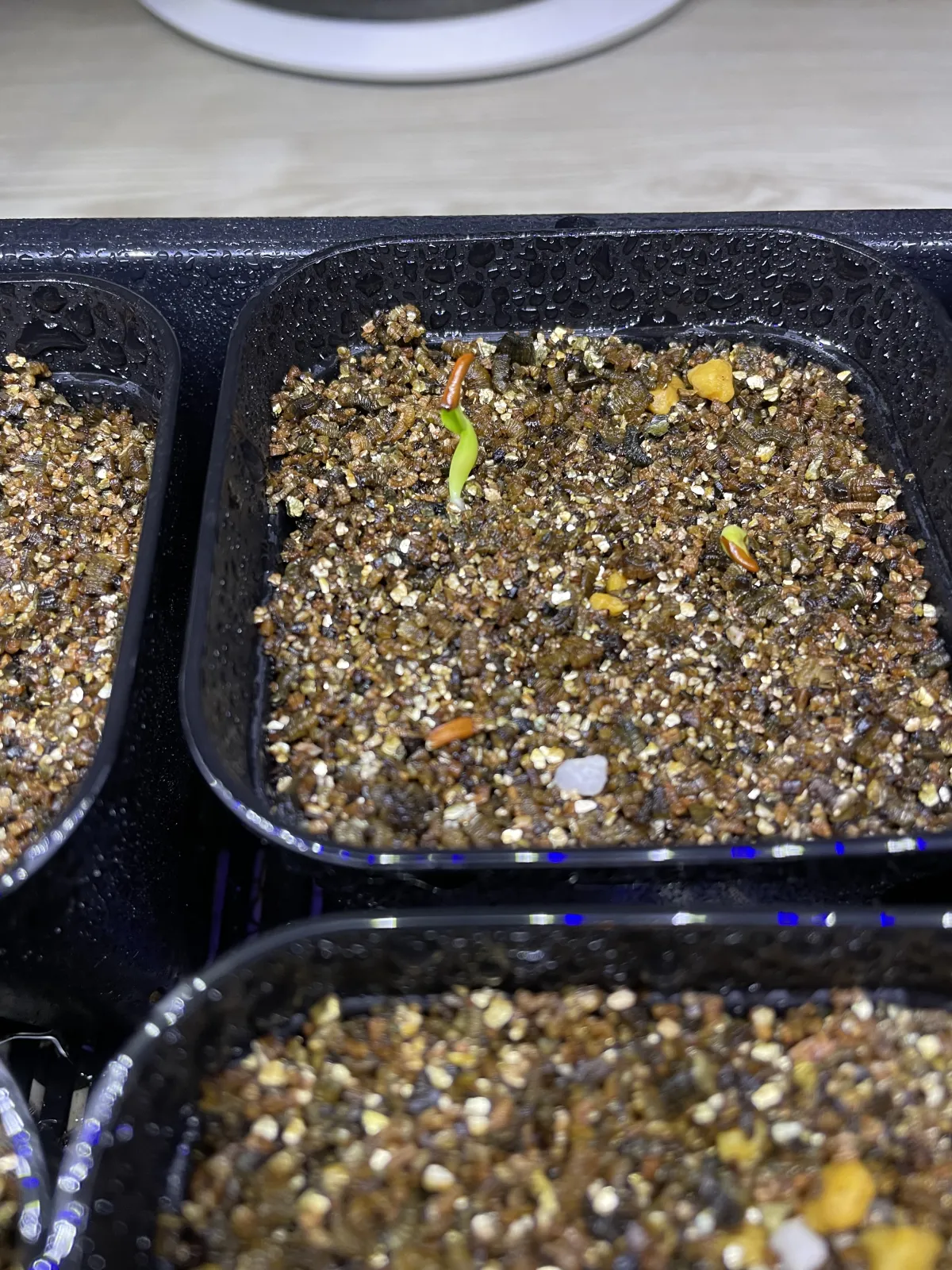 Pachypodium rosulatum var. gracilius (パキポディウム グラキリス)