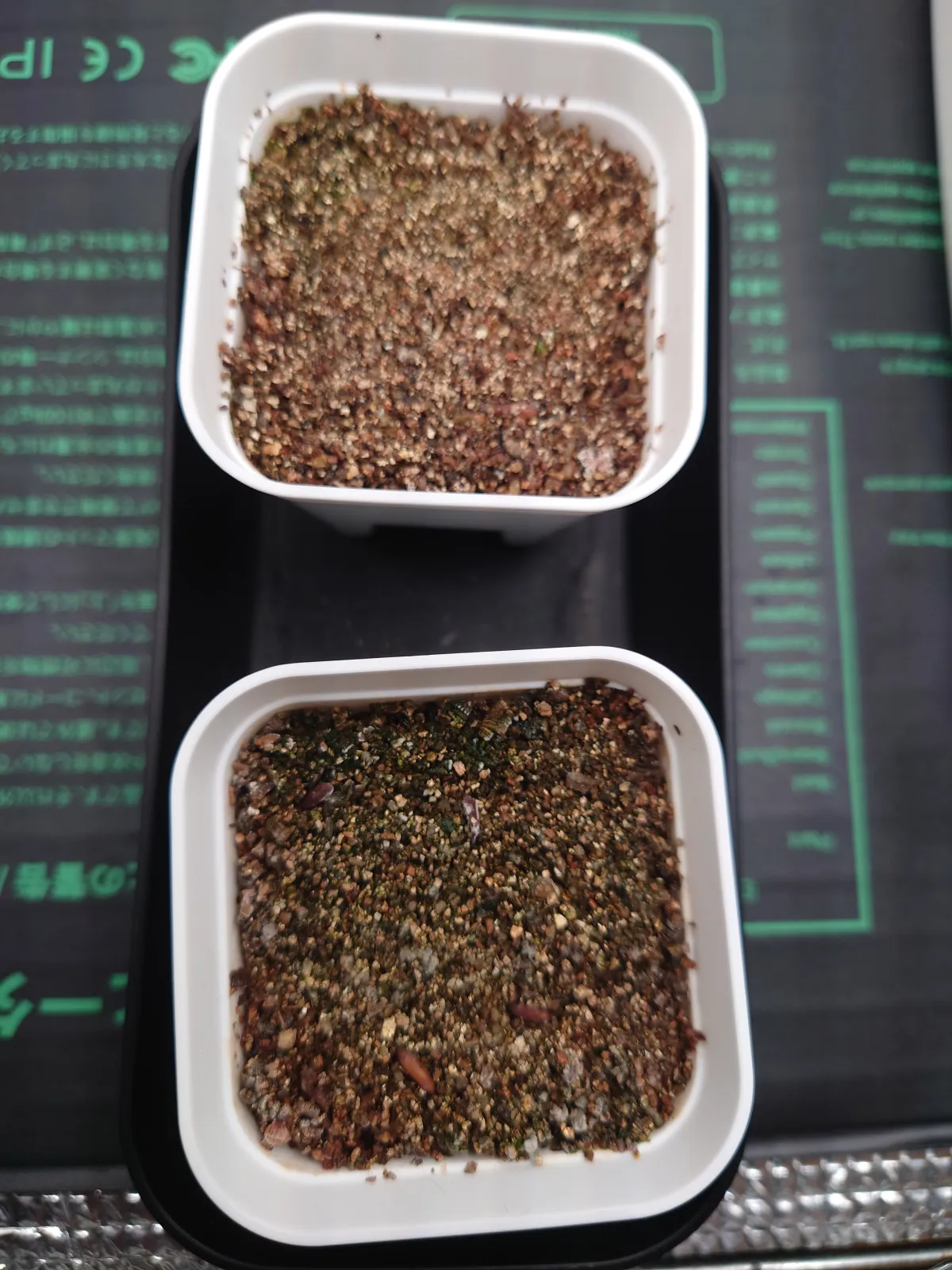 [無料種子] 発芽難 パキポディウム グラキリス　 Pachypodium rosulatum var. gracilius