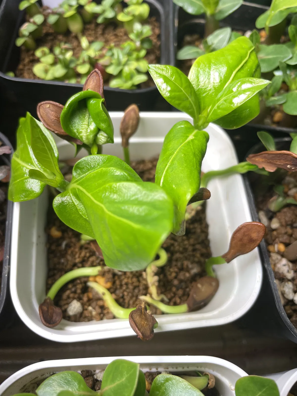 Pachypodium sofiense (パキポディウム ソフィエンセ)