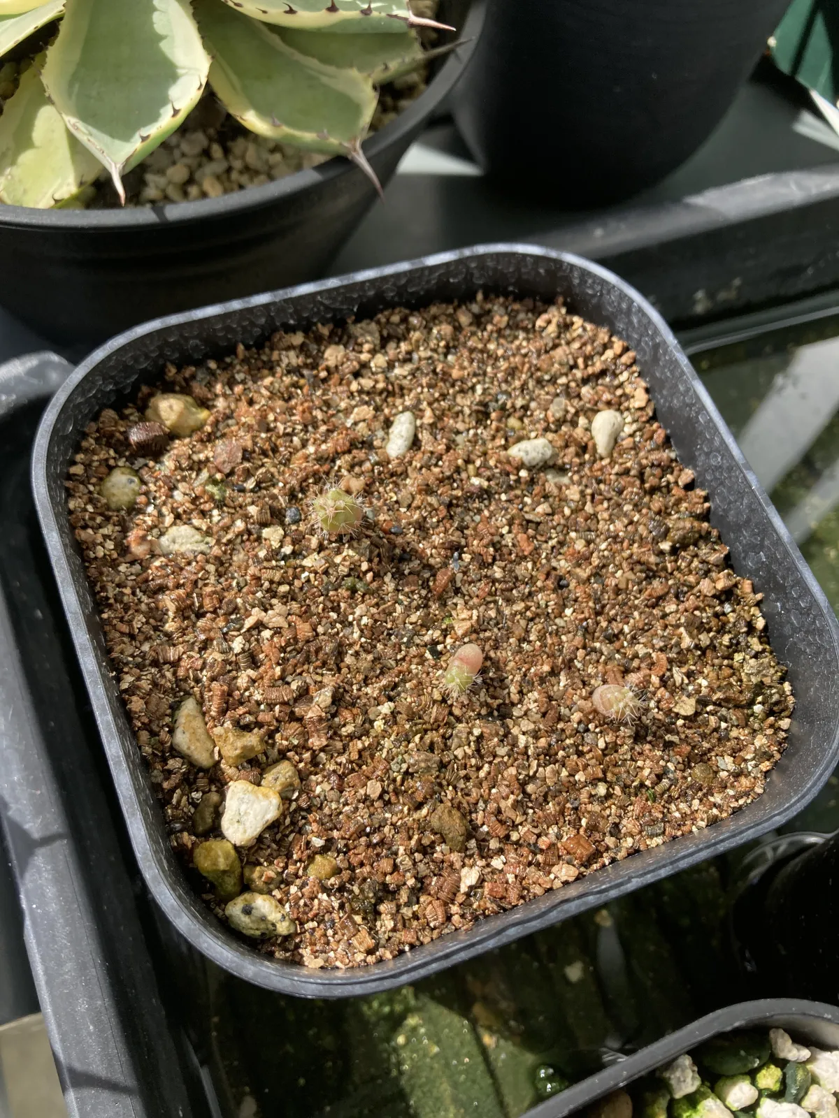 Ferocactus robustus (フェロカクタス ロブスタス)