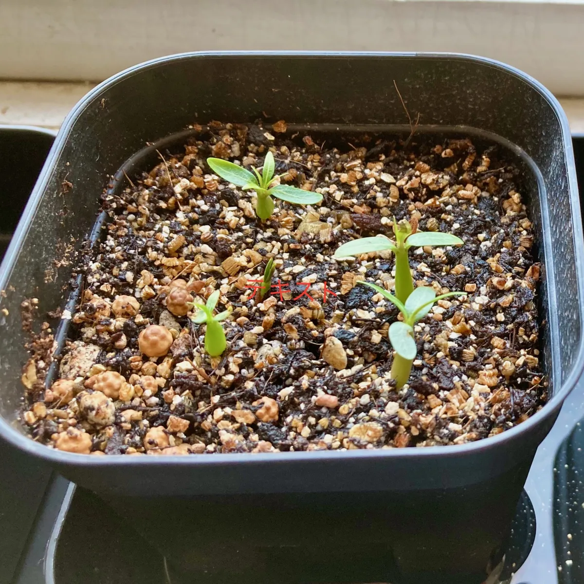 Pachypodium rosulatum var. gracilius (パキポディウム グラキリス)