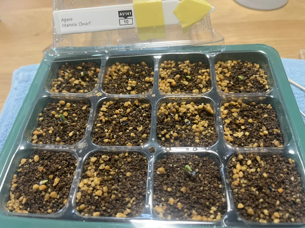 Agave titanota (アガベ チタノタ ドワーフ)