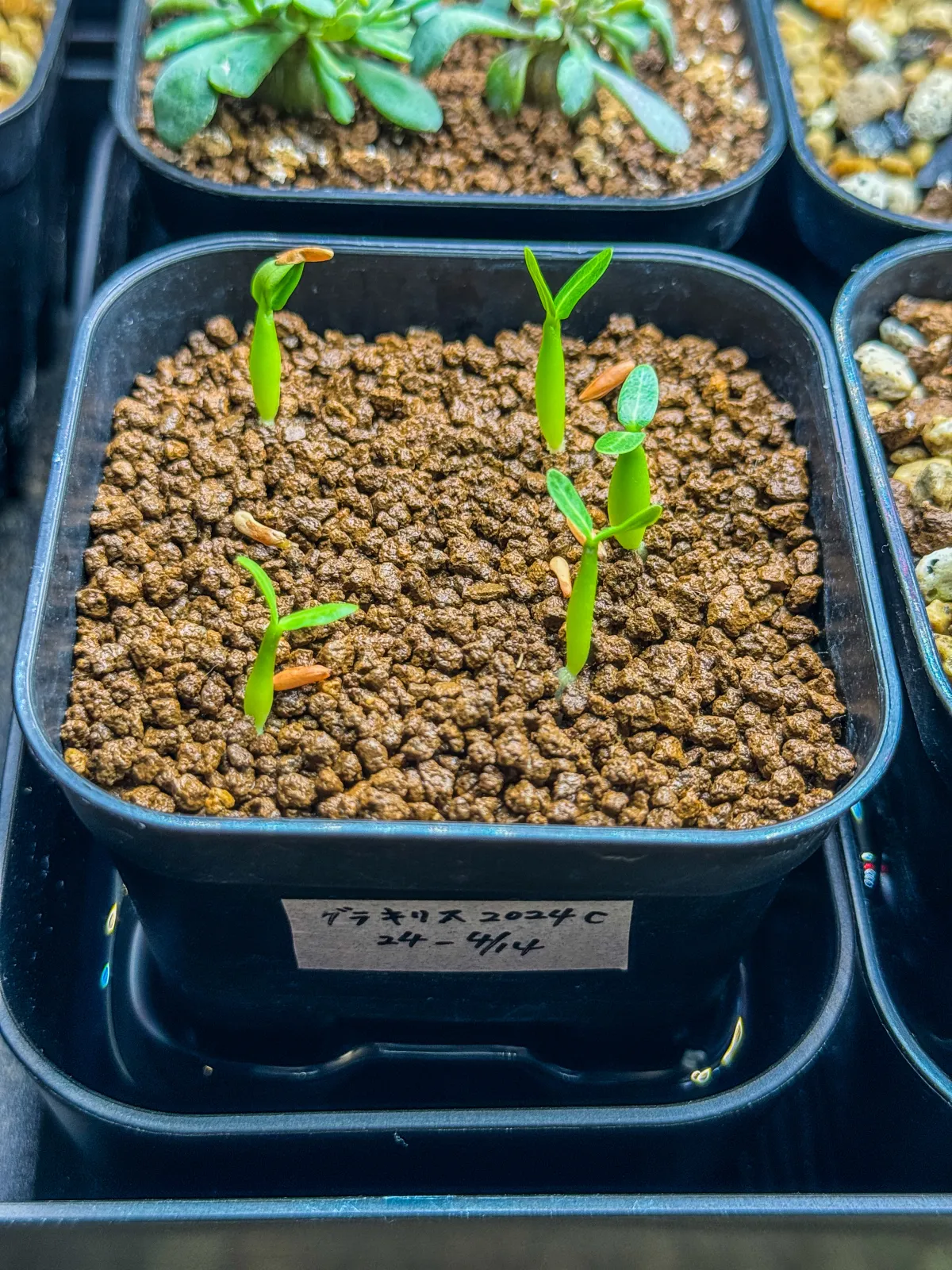 Pachypodium rosulatum var. gracilius (パキポディウム グラキリス)