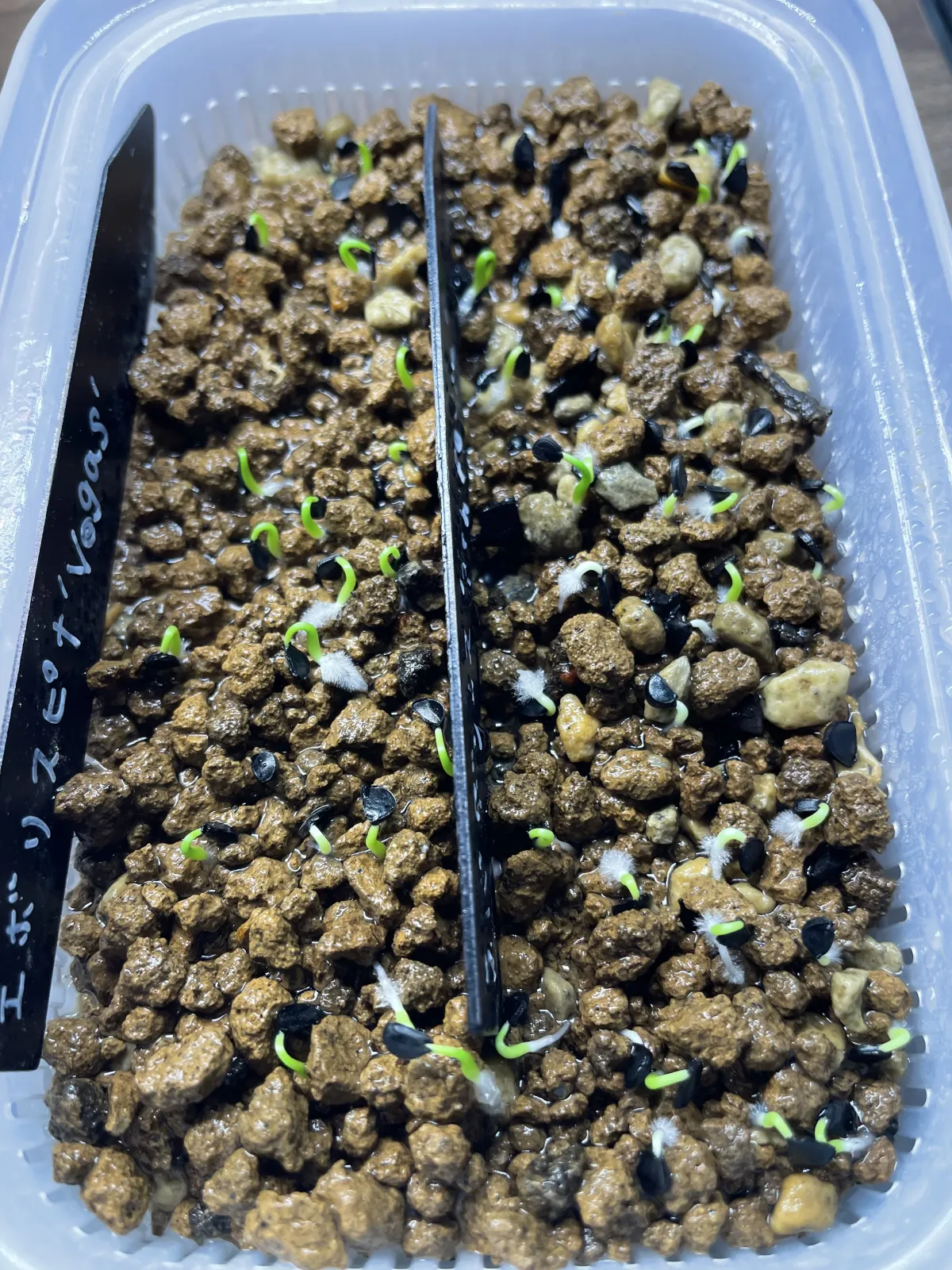 Agave utahensis var. eborispina 'Vegas' (アガベ エボリスピナ ヴェガス)