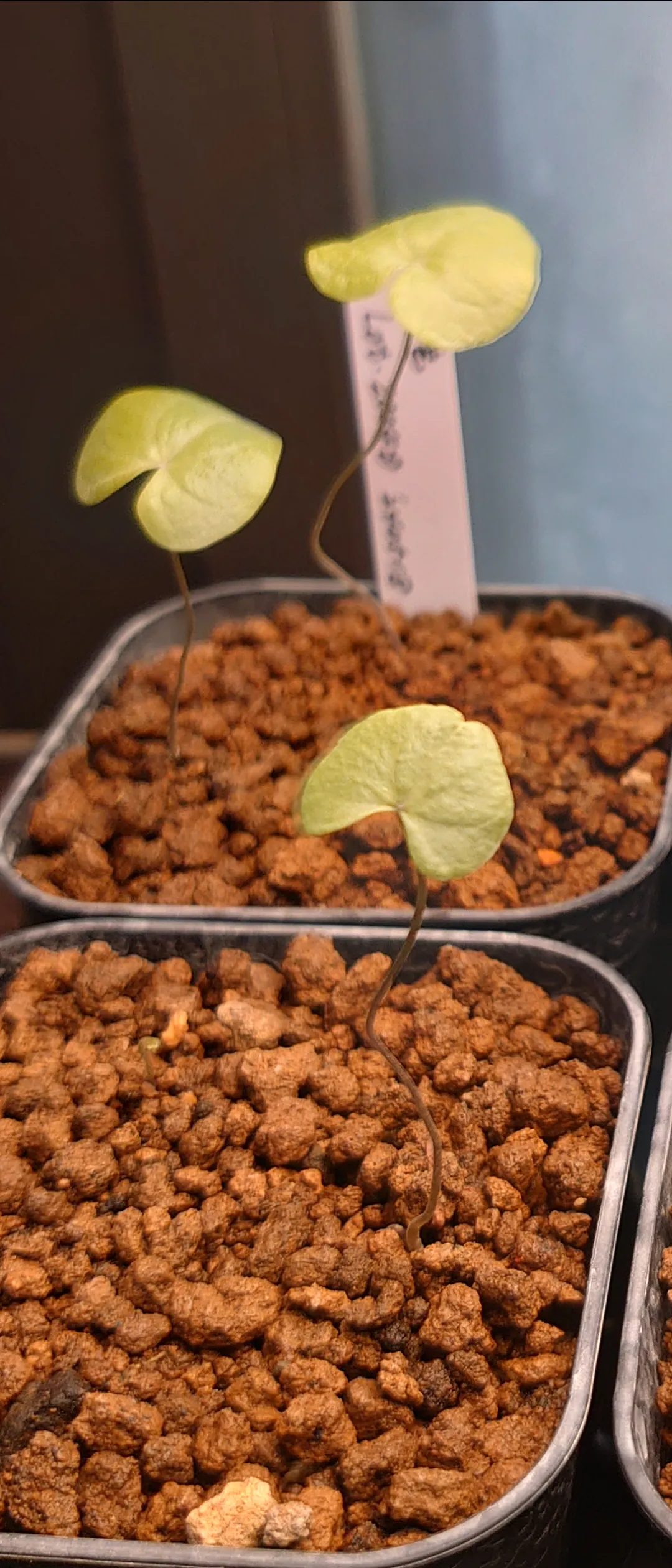 Dioscorea elephantipes (ディオスコレア エレファンティペス アフリカ亀甲竜)