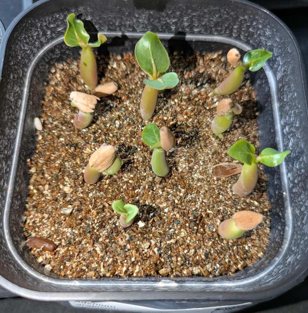 Adenium arabicum King Kong (アデニウム アラビカム キングコング)
