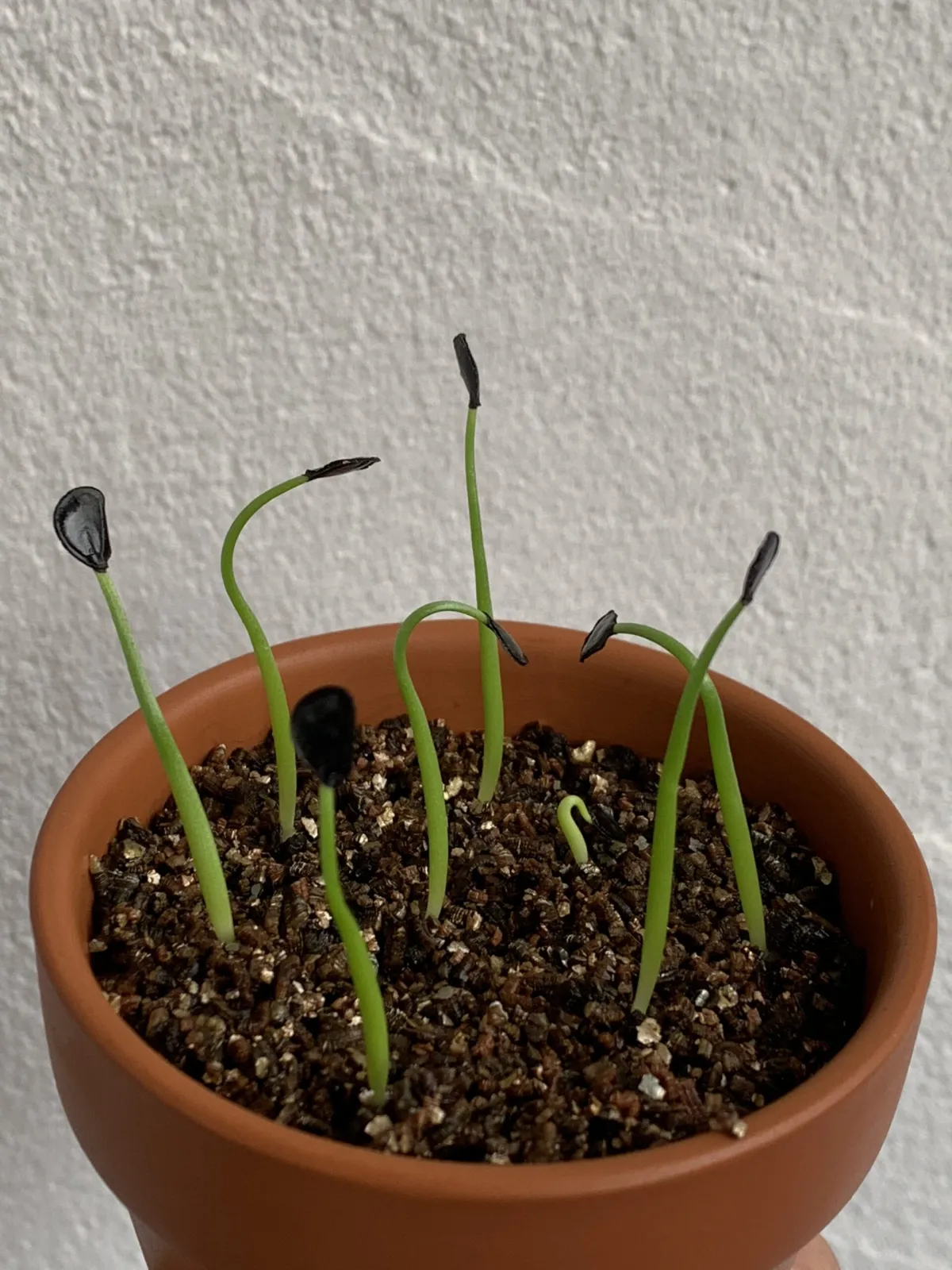 Agave montana (アガベ モンタナ)