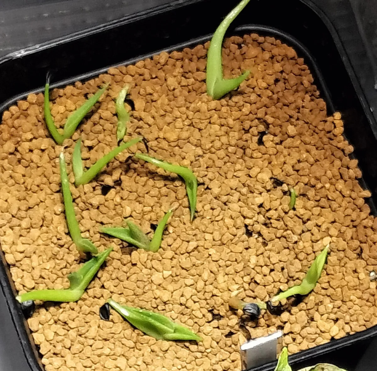 Agave horrida ssp. horrida (アガベ ホリダ)