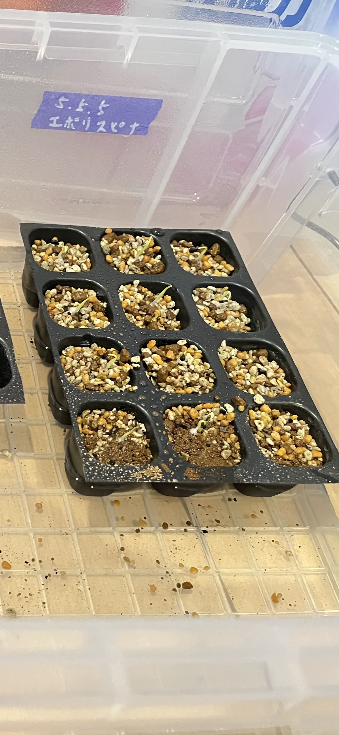 Agave utahensis var. eborispina (アガベ エボリスピナ)