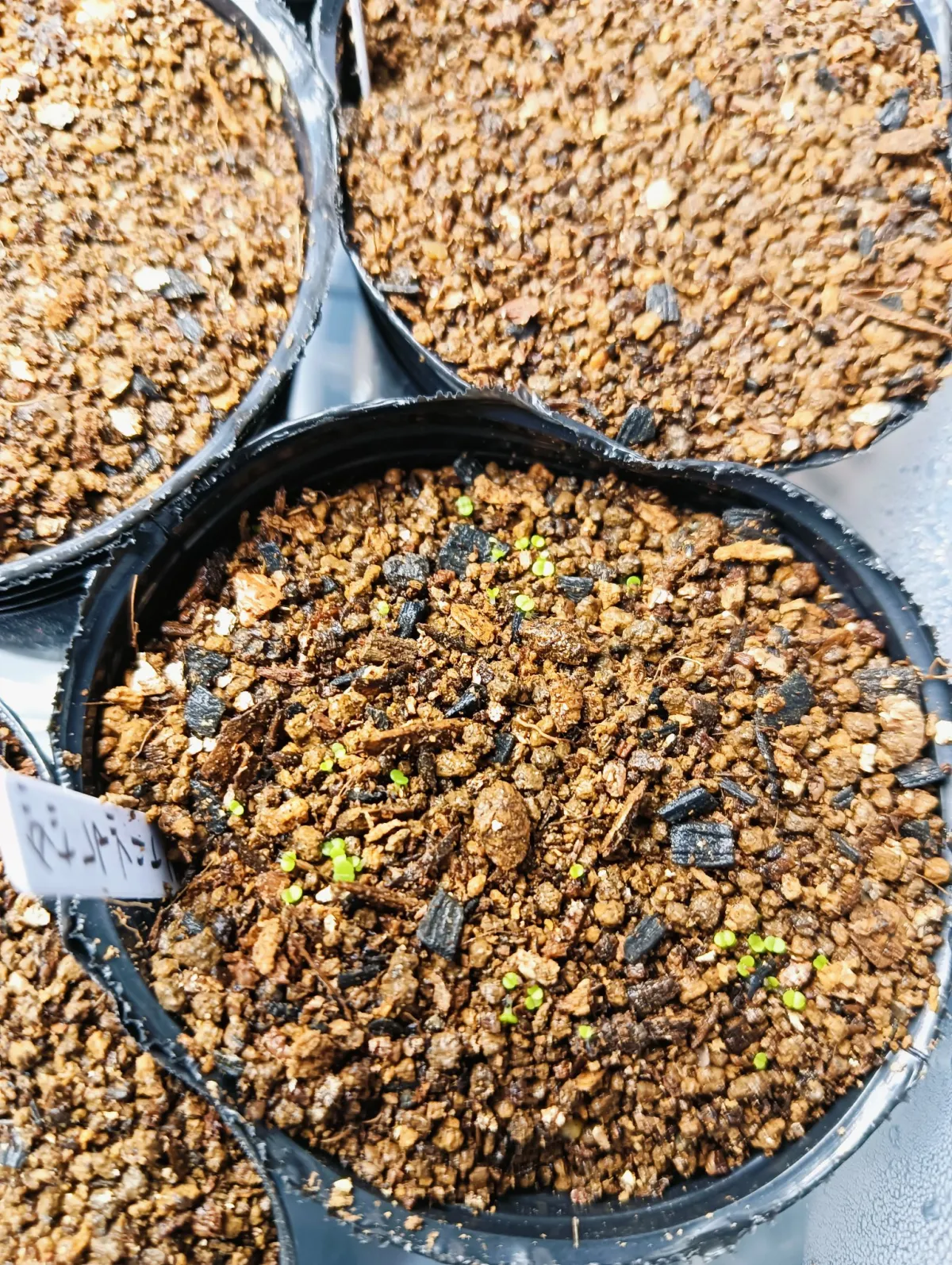 Dudleya brittonii (ダドレヤ ブリトニー)