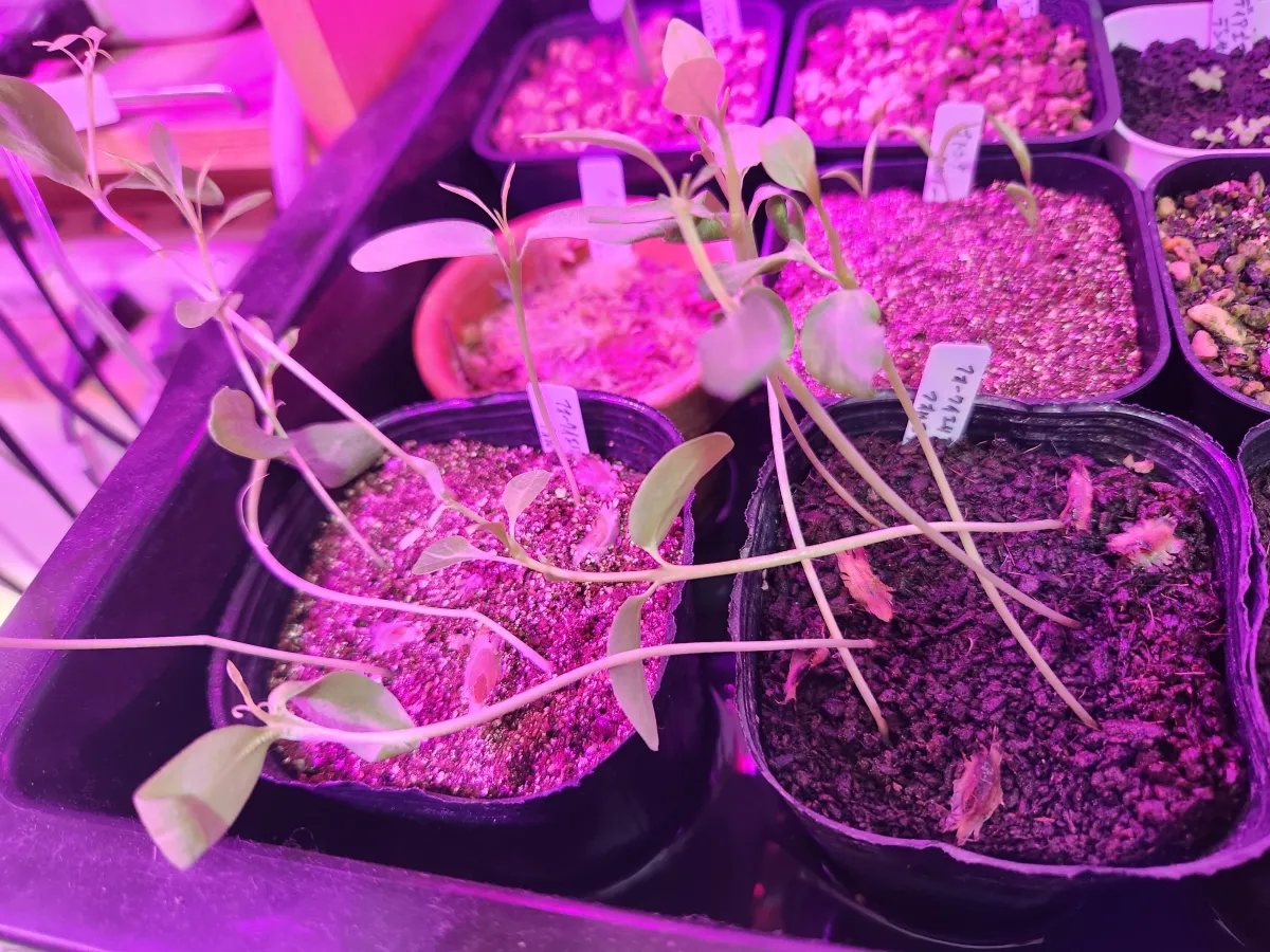 Fouquieria formosa (フォークイエリア フォルモサ)