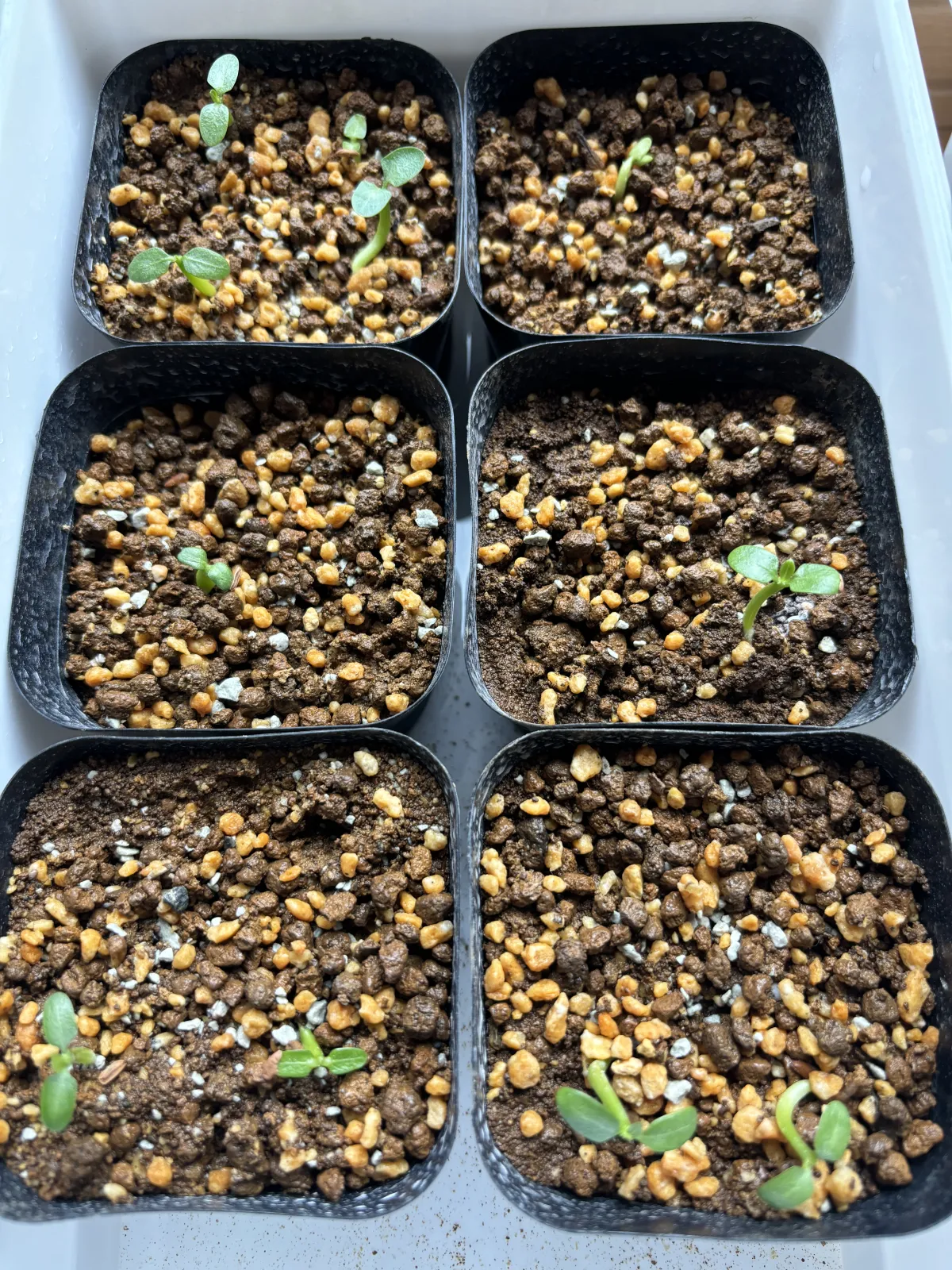 Pachypodium densiflorum var. brevicalyx (パキポディウム ブレビカリックス)