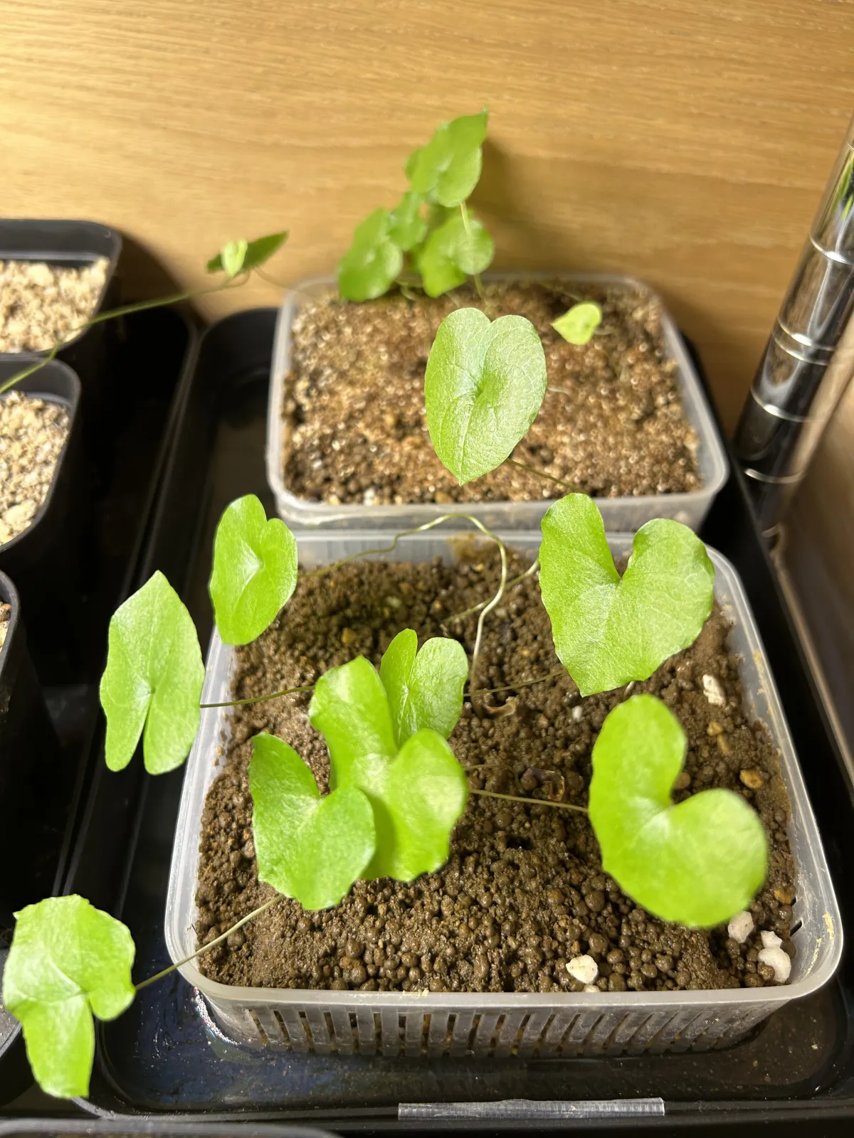 Dioscorea elephantipes (ディオスコレア エレファンティペス アフリカ亀甲竜)