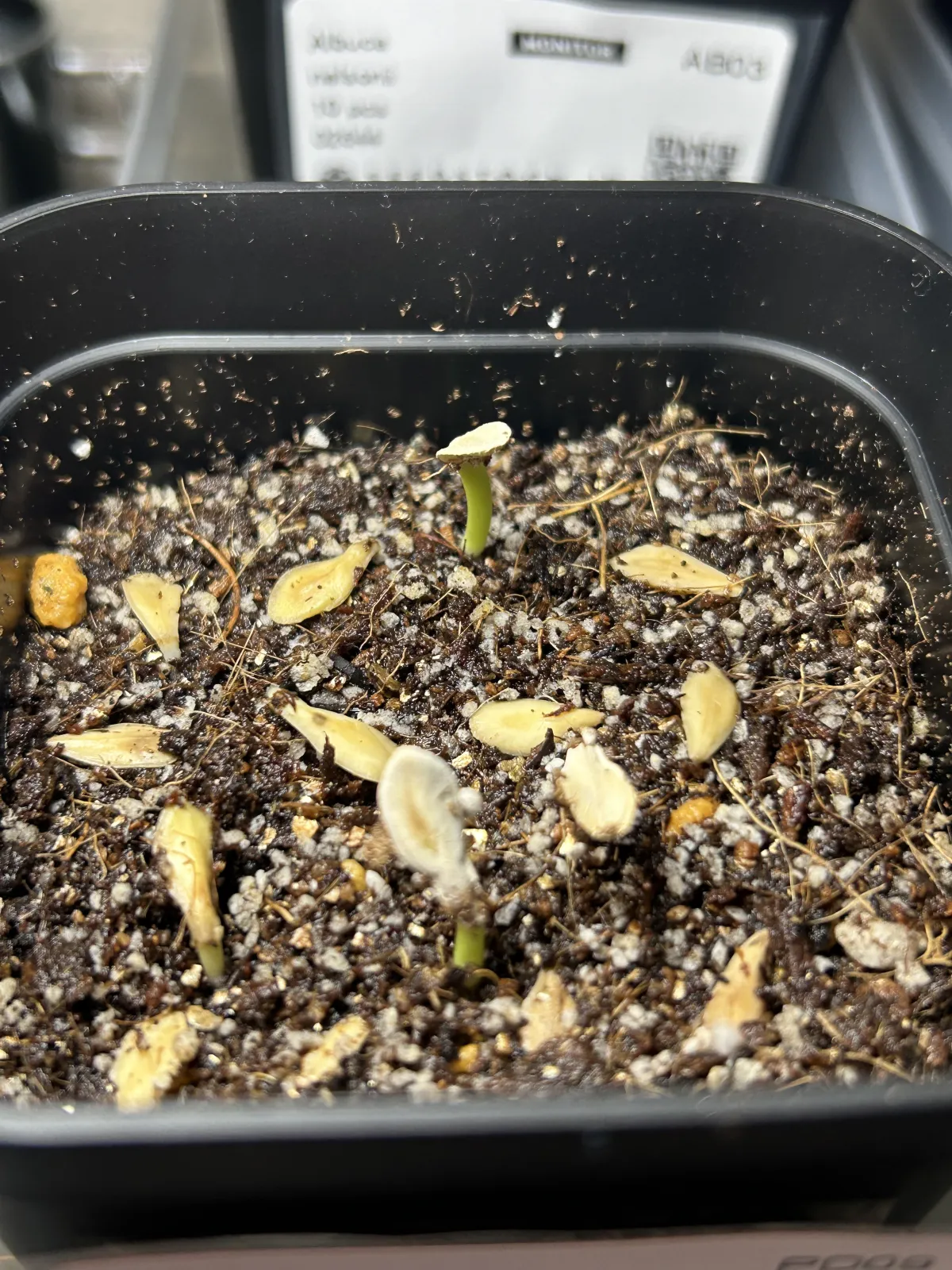 Pachypodium rutenbergianum var. rutenbergianum (パキポディウム ルテンベルギアナム)