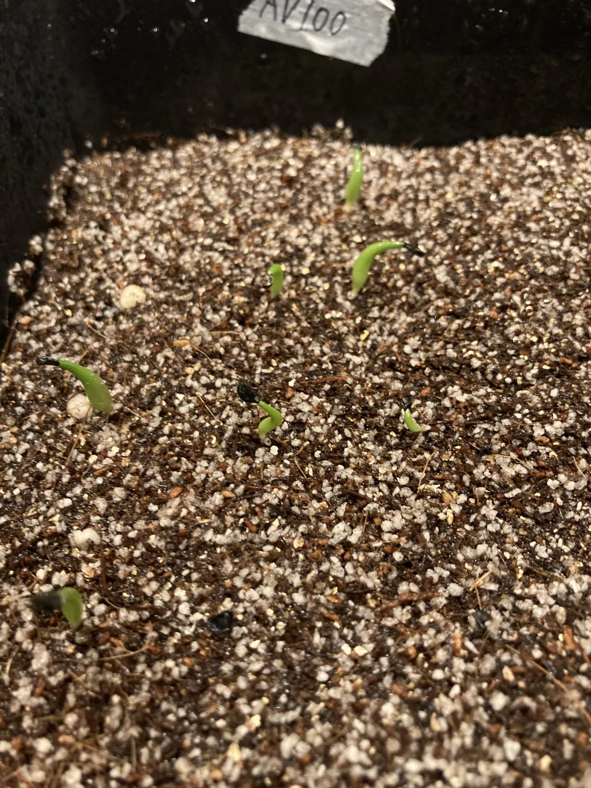 Agave oteroi (アガベ オテロイ)