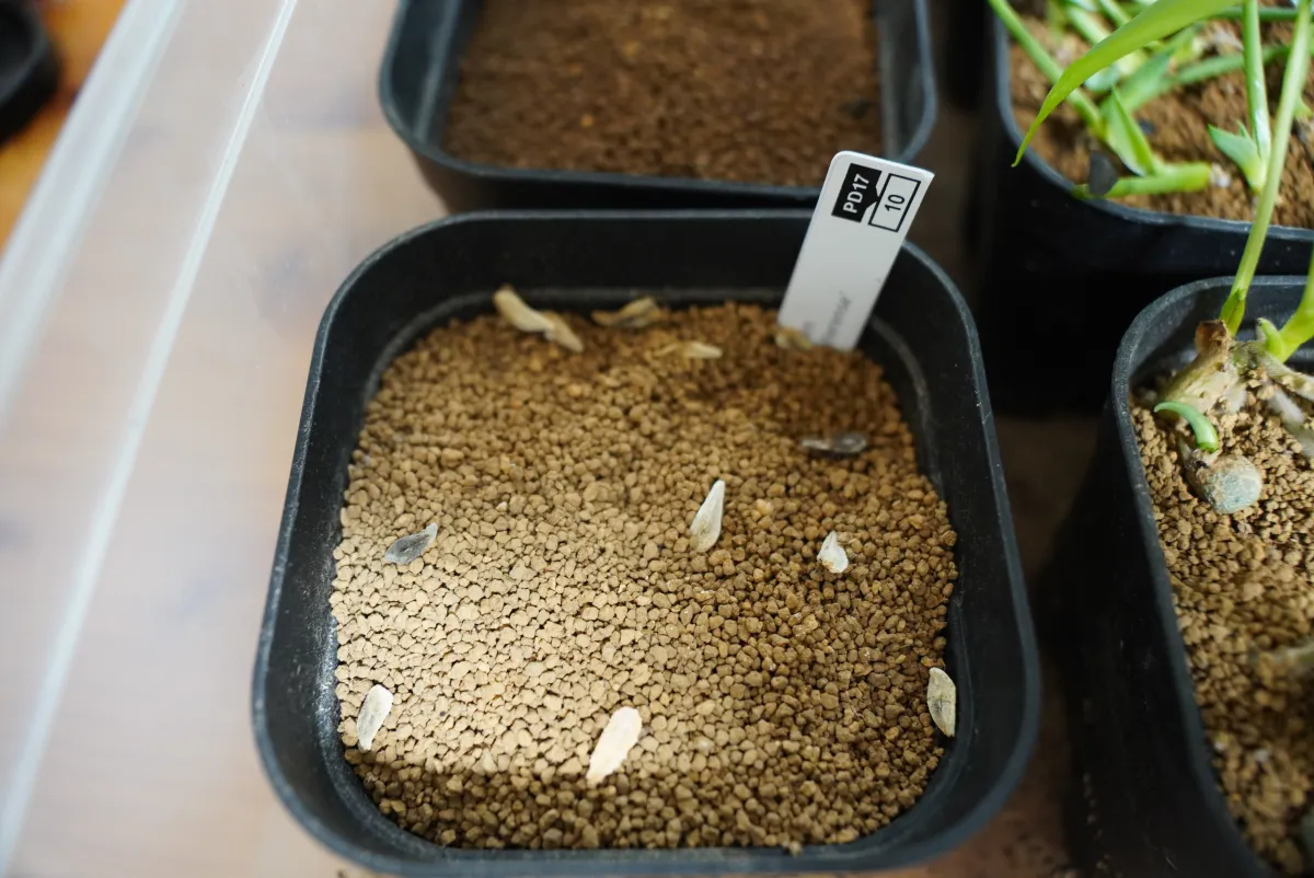 Pachypodium lamerei var. fiherenense (パキポディウム フィヘレンセ)