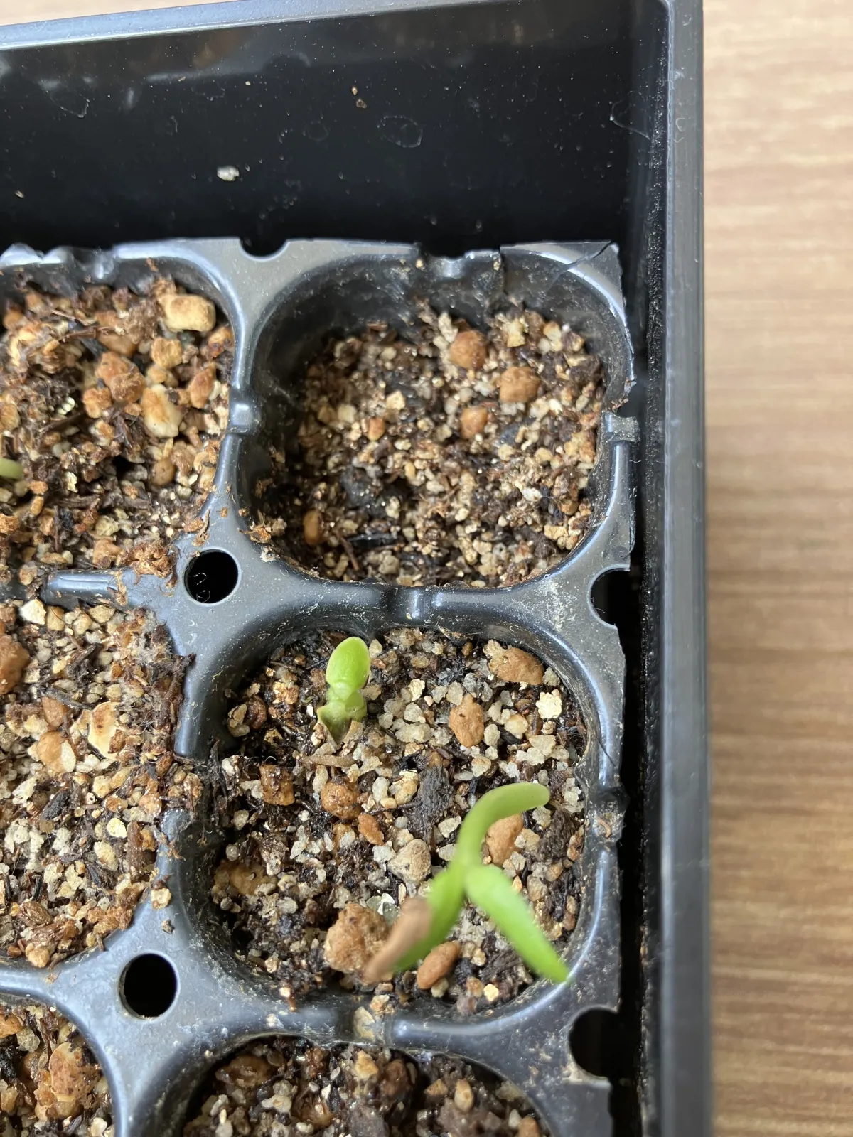 Pachypodium rosulatum ssp. rosulatum (パキポディウム ロスラーツム)