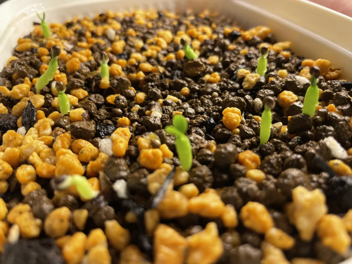 Euphorbia polygona (ユーフォルビア ポリゴナ)