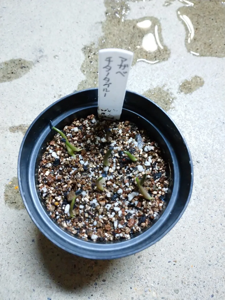 Agave titanota 'Blue' (アガベ チタノタブルー)