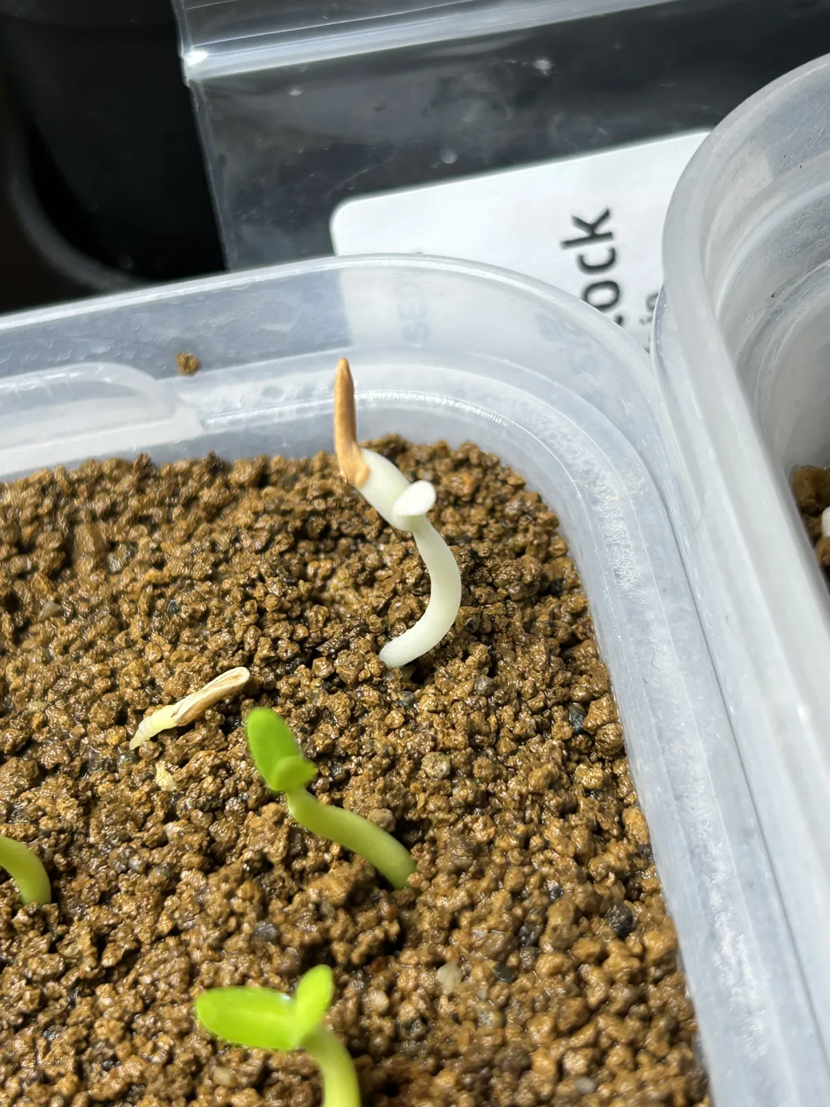 Pachypodium rosulatum (パキポディウム ロスラーツム)