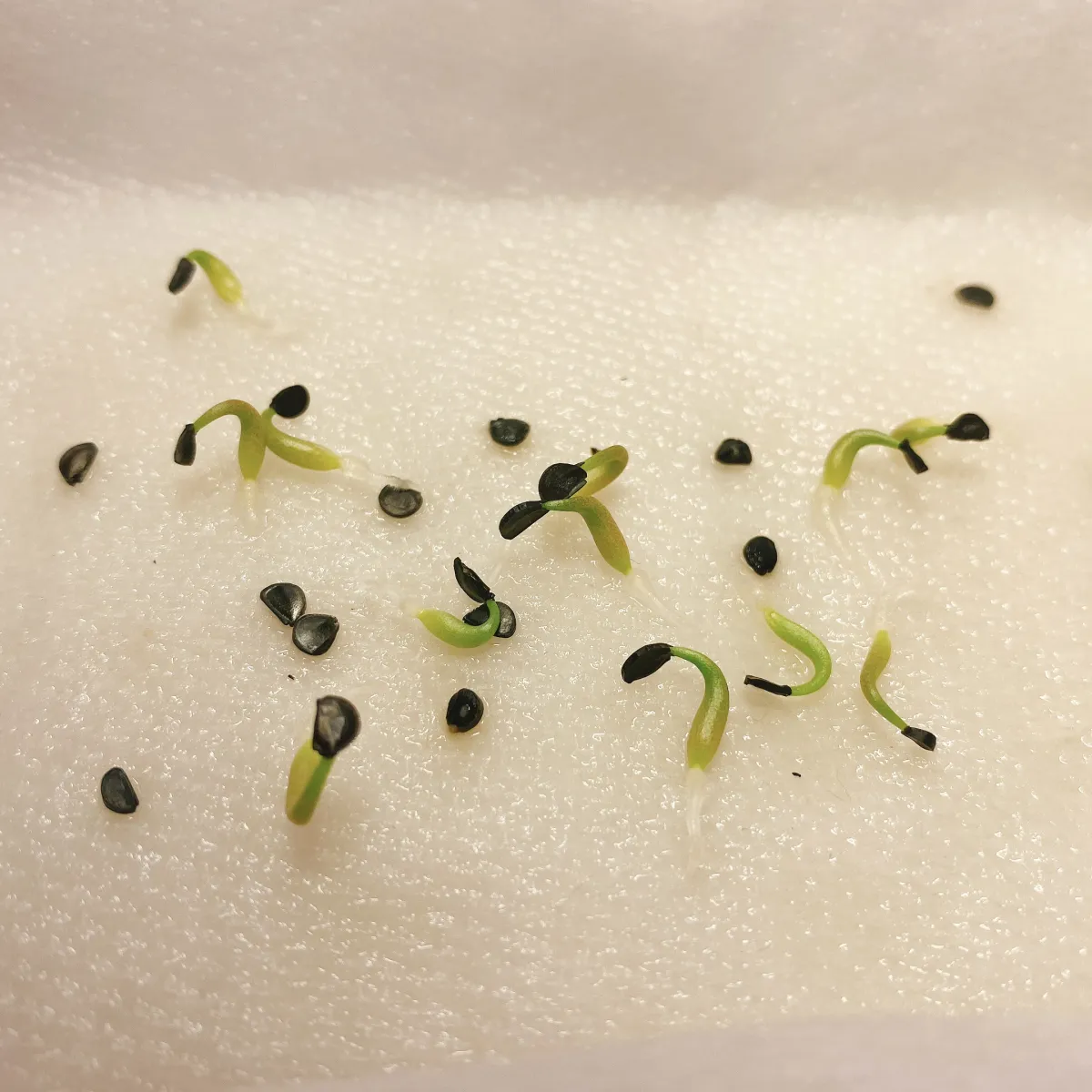 Agave oteroi (アガベ オテロイ)