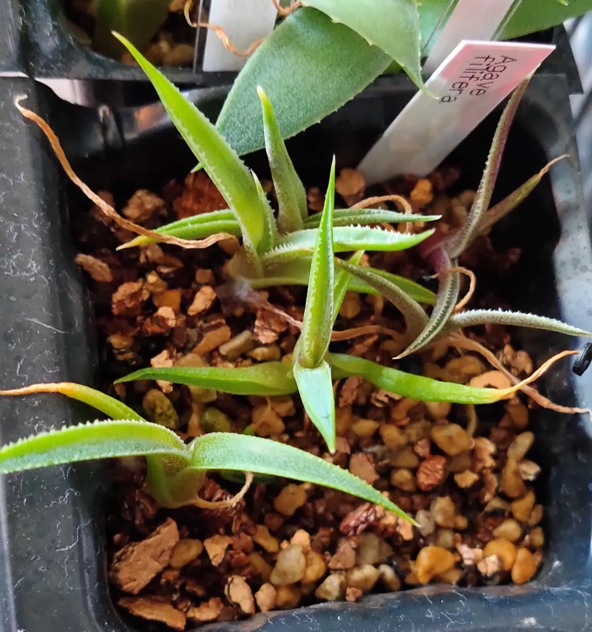 Agave filifera (アガベ フィリフェラ)