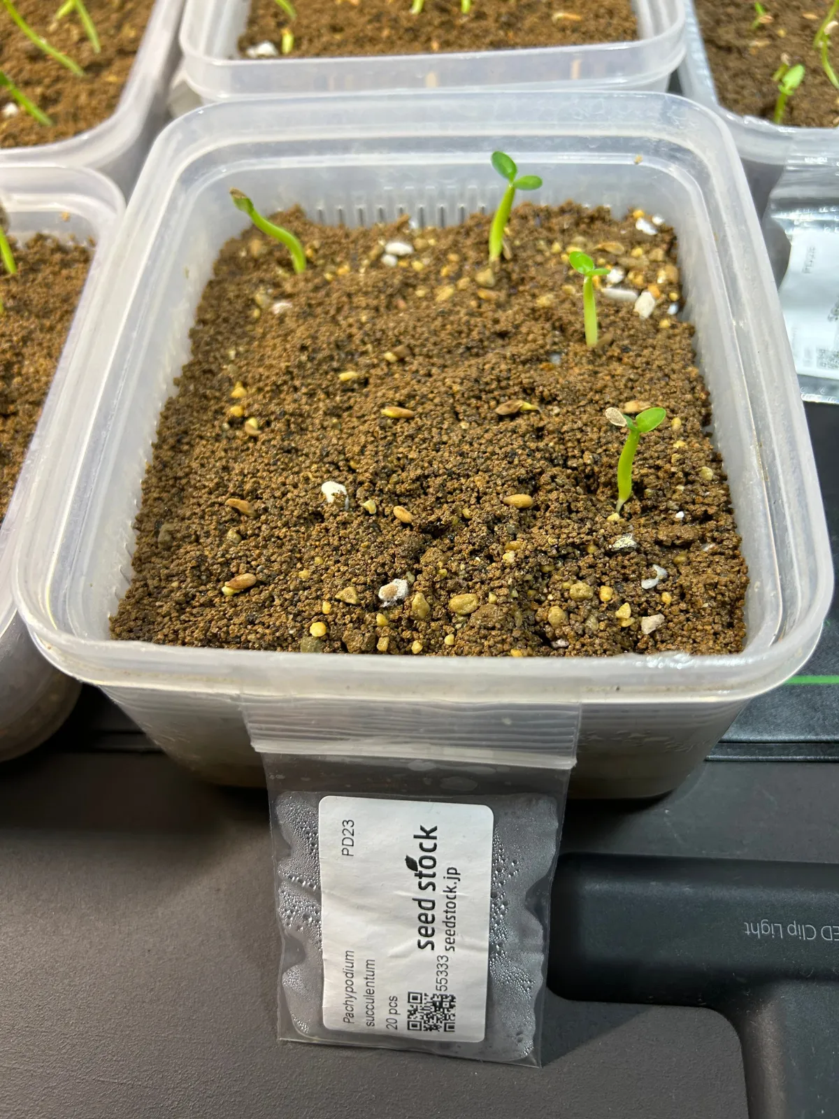 Pachypodium succulentum (パキポディウム サキュレンタム 天馬空)