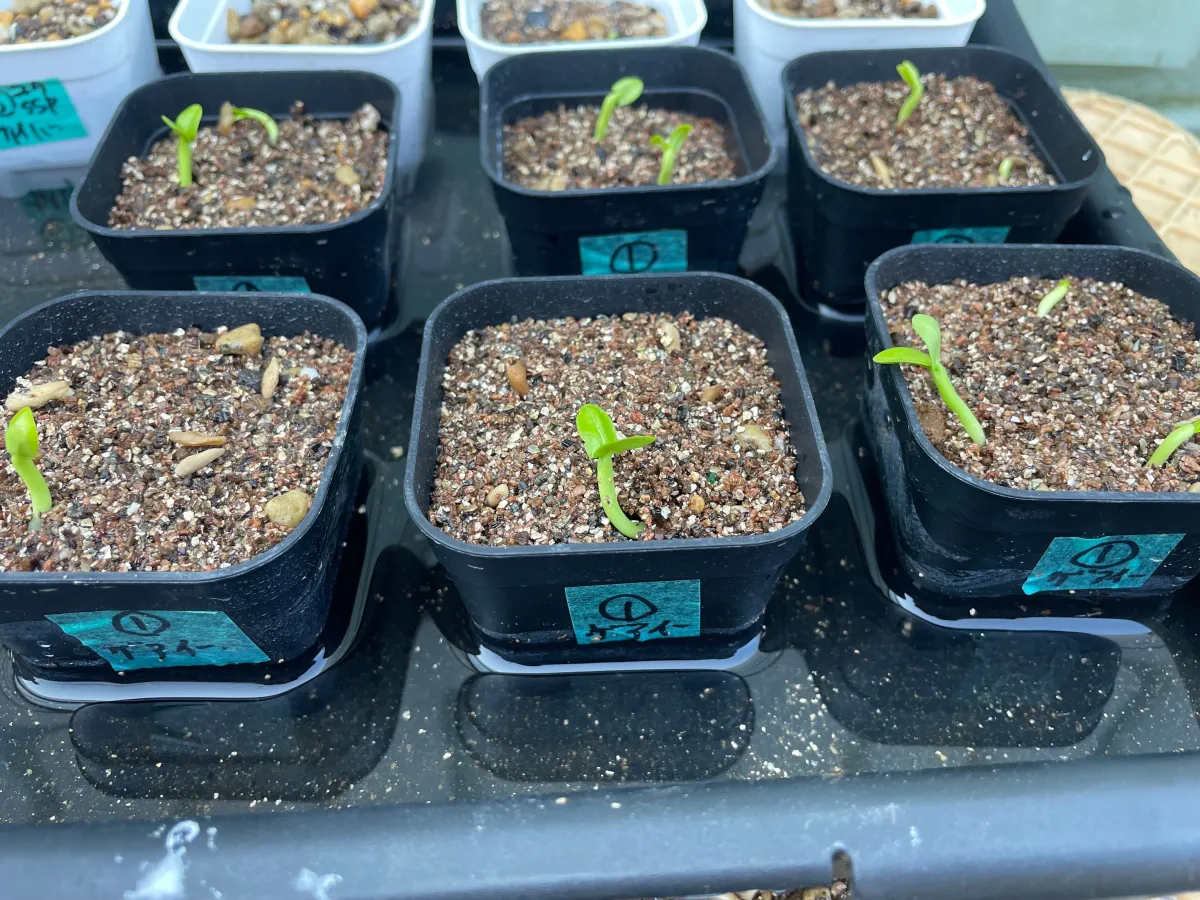 Pachypodium geayi (パキポディウム ゲアイー)