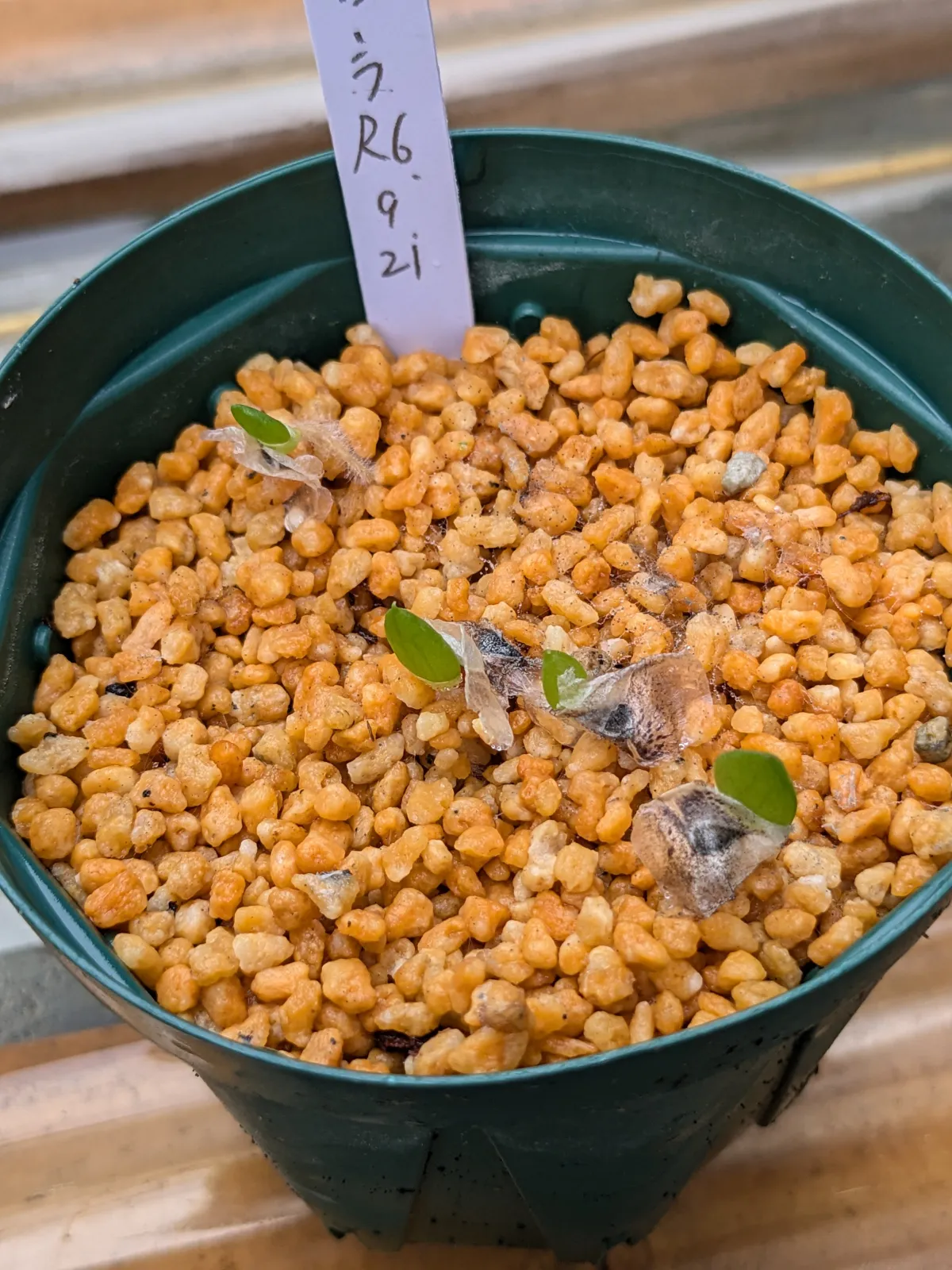 Aloe claviflora (アロエ クラビフローラ)